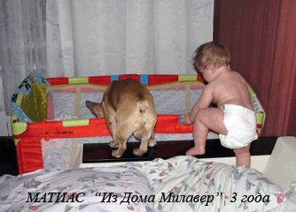 Французские бульдоги питомника Из Дома Милавер, щенок фото с ребенком, французский бульдог